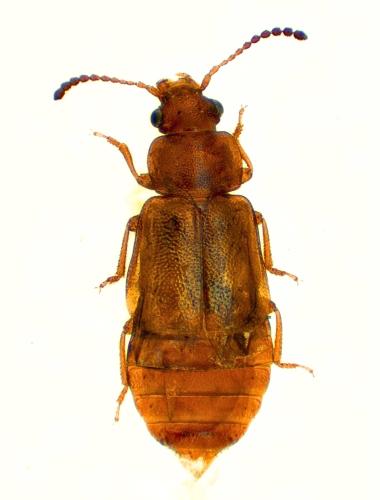 Réf. 351 801 : Eusphalerum luteum